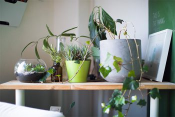 #greenery2017